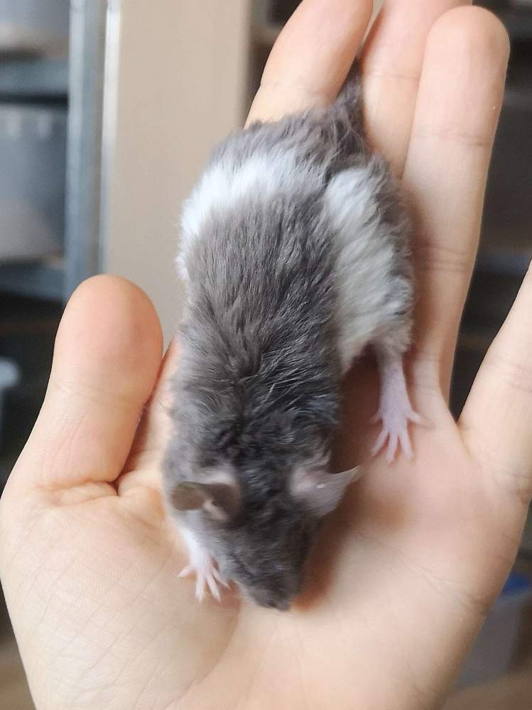 Fancy mouse Breeder Mus musculus 