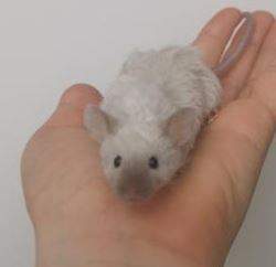 Fancy mouse Owned by other Mus musculus 