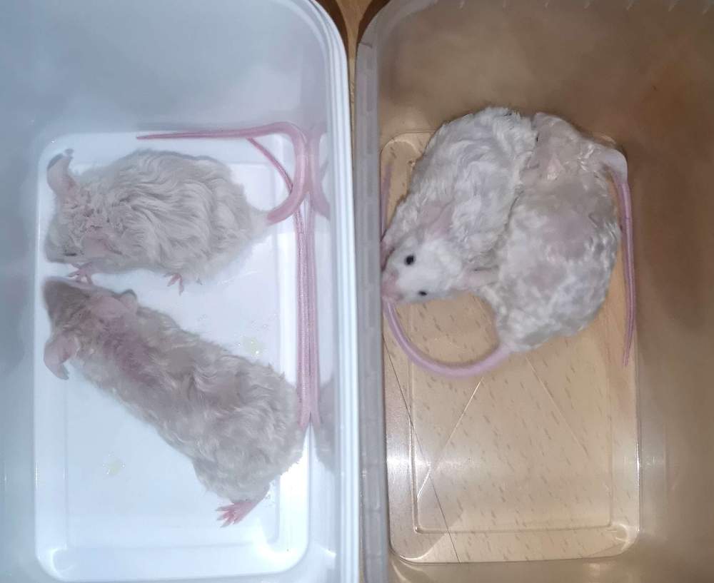 Fancy mouse Pet only Mus musculus 