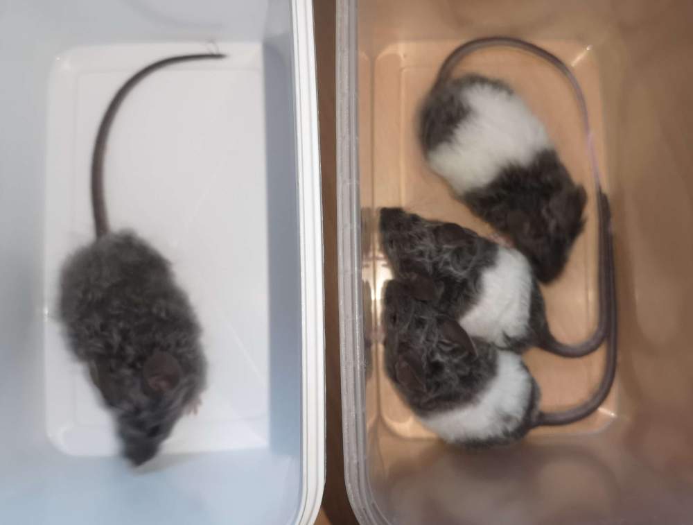 Fancy mouse Breeder Mus musculus 