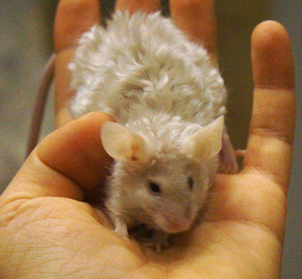 Fancy mouse Deceased Mus musculus 