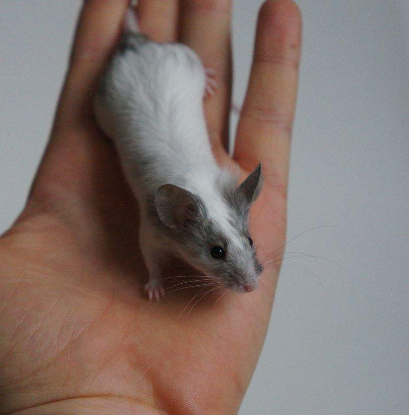 Fancy mouse Rehomed Mus musculus 