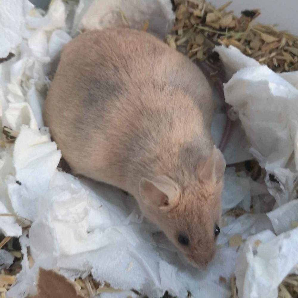 Fancy mouse Deceased Mus musculus 