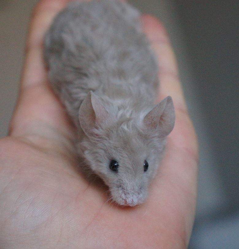 Fancy mouse Rehomed Mus musculus 