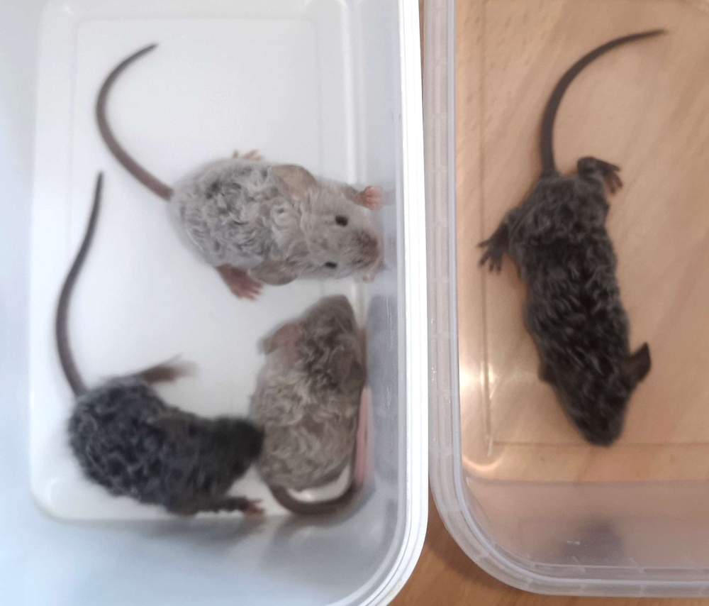 Fancy mouse Breeder Mus musculus 