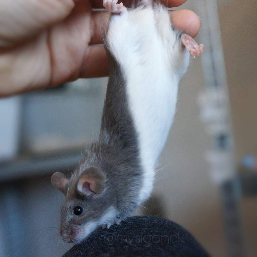 Fancy mouse Deceased Mus musculus 