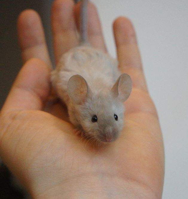 Fancy mouse Rehomed Mus musculus 