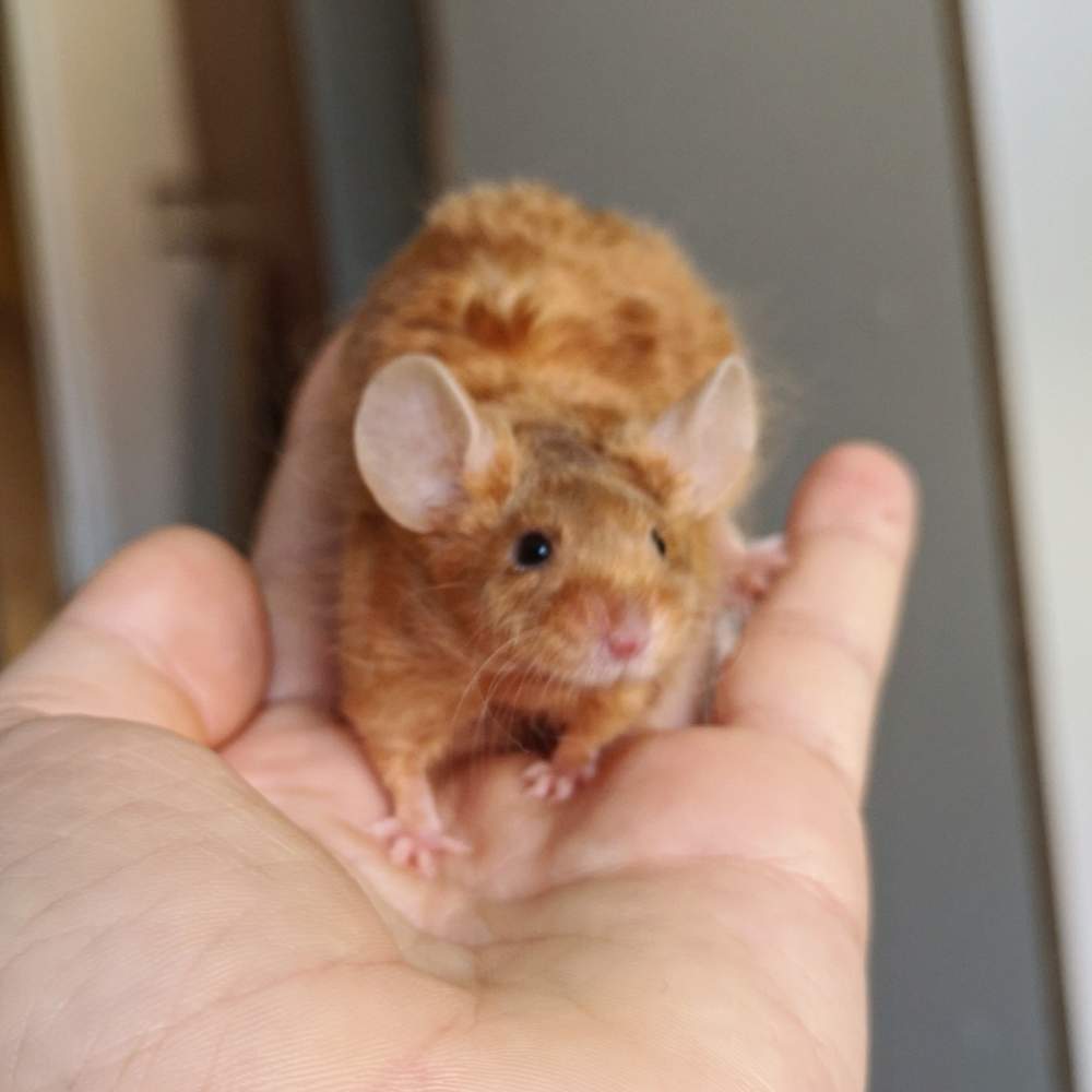 Fancy mouse Rehomed Mus musculus 