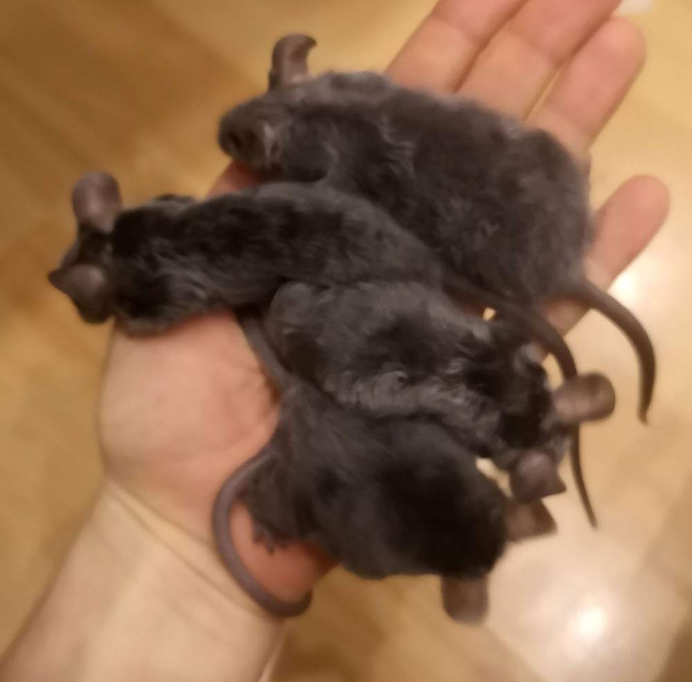 Fancy mouse Pet only Mus musculus 