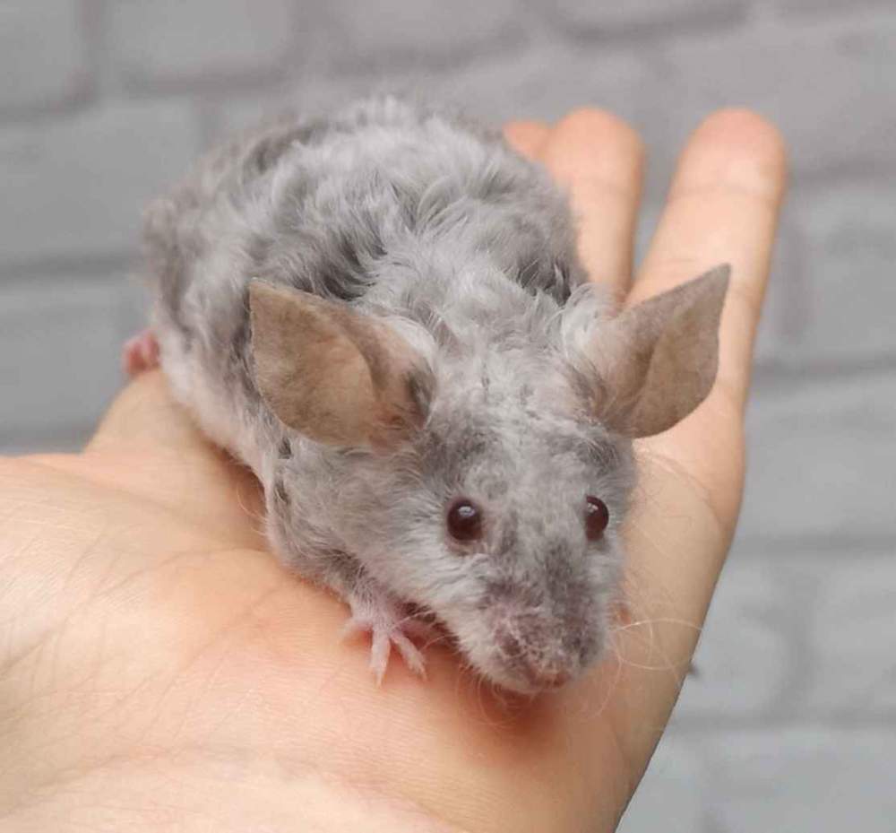 Fancy mouse Retired Mus musculus 
