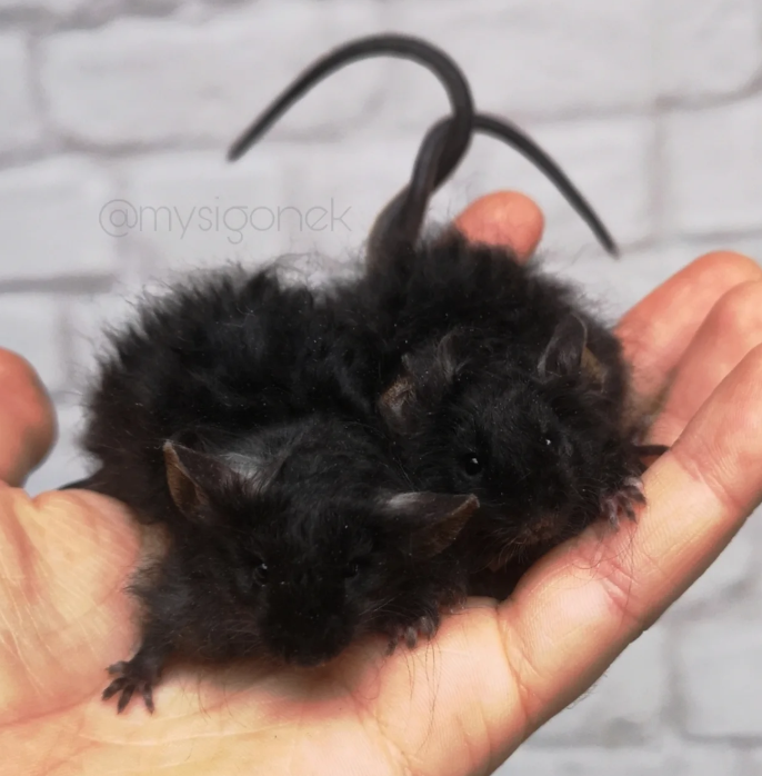 Fancy mouse Pet only Mus musculus 