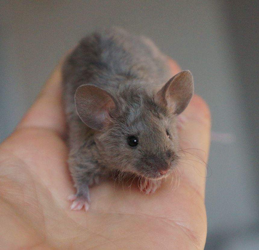 Fancy mouse Rehomed Mus musculus 