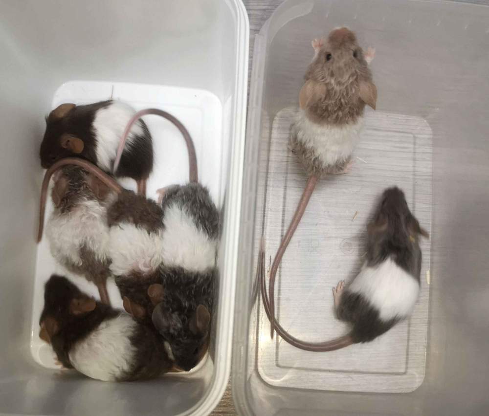 Fancy mouse Breeder Mus musculus 