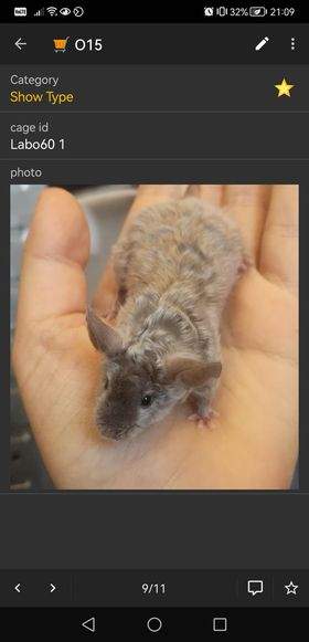 Fancy mouse Breeder Mus musculus 