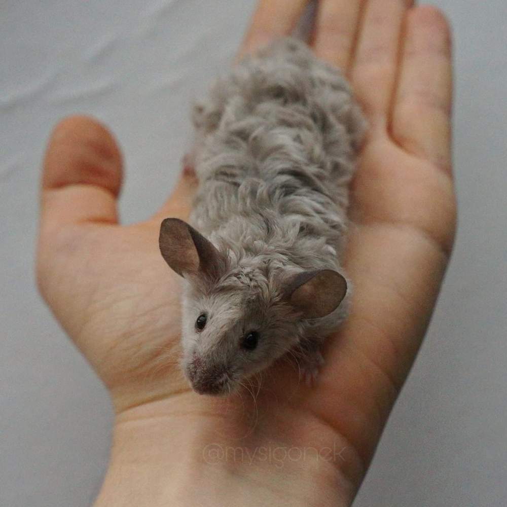 Fancy mouse Breeder Mus musculus 