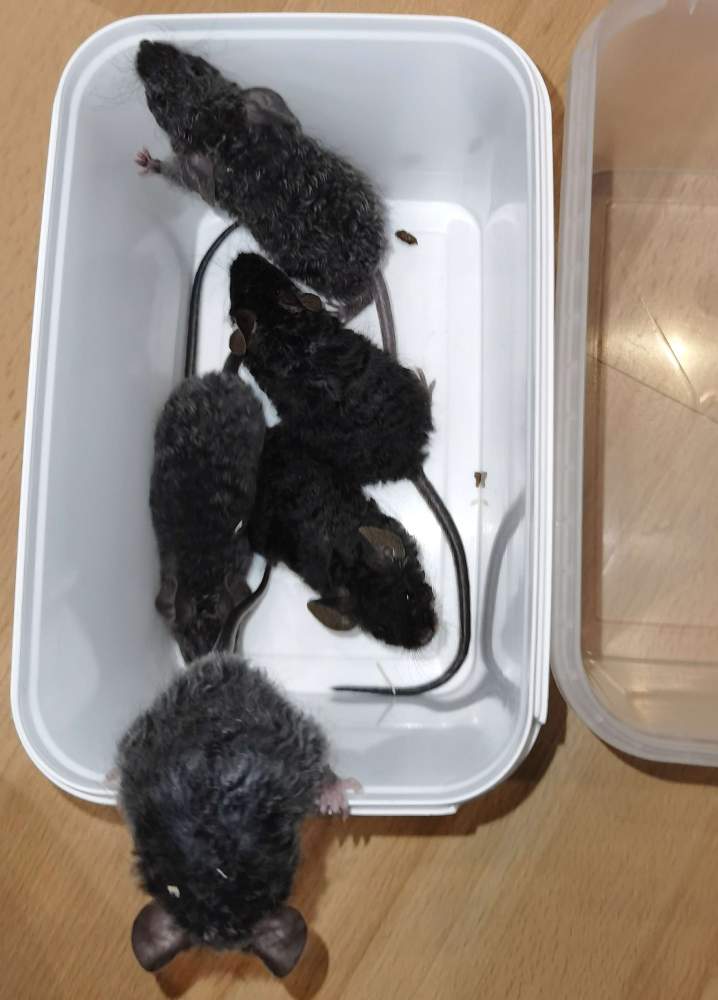 Fancy mouse Pet only Mus musculus 