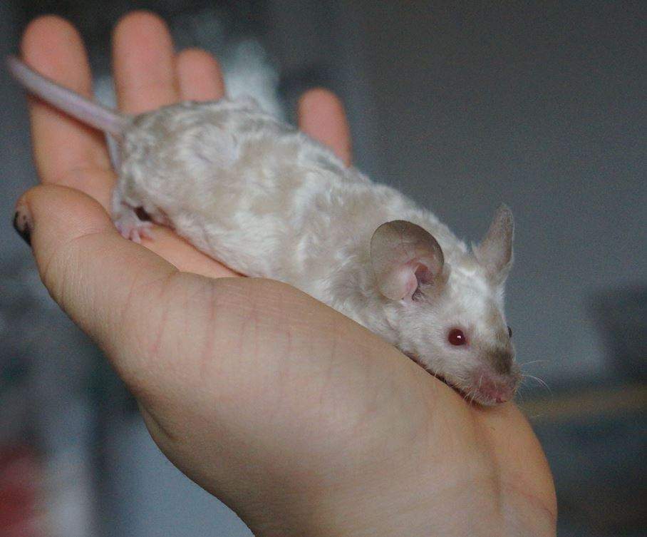Fancy mouse Rehomed Mus musculus 