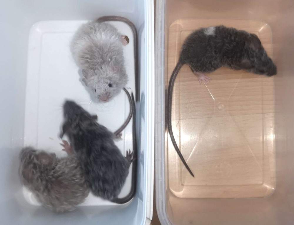 Fancy mouse Breeder Mus musculus 