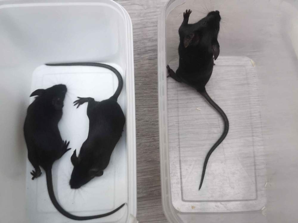 Fancy mouse Breeder Mus musculus 