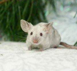 Fancy mouse Retired Mus musculus 