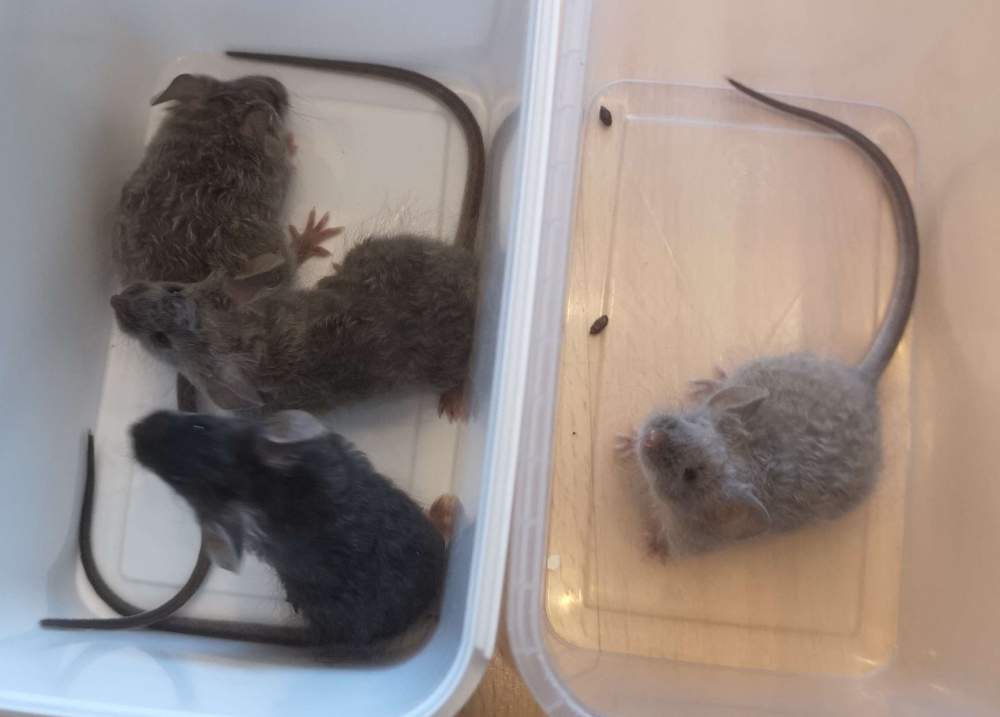 Fancy mouse Pet only Mus musculus 