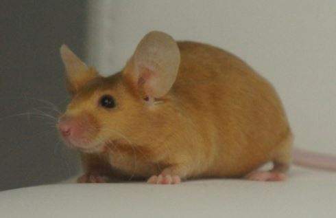 Fancy mouse Owned by other Mus musculus 