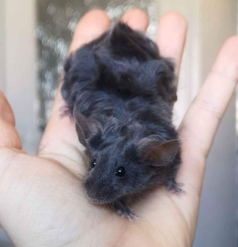 Fancy mouse Deceased Mus musculus 