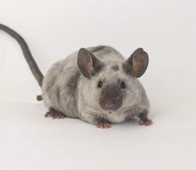 Fancy mouse Owned by other Mus musculus 