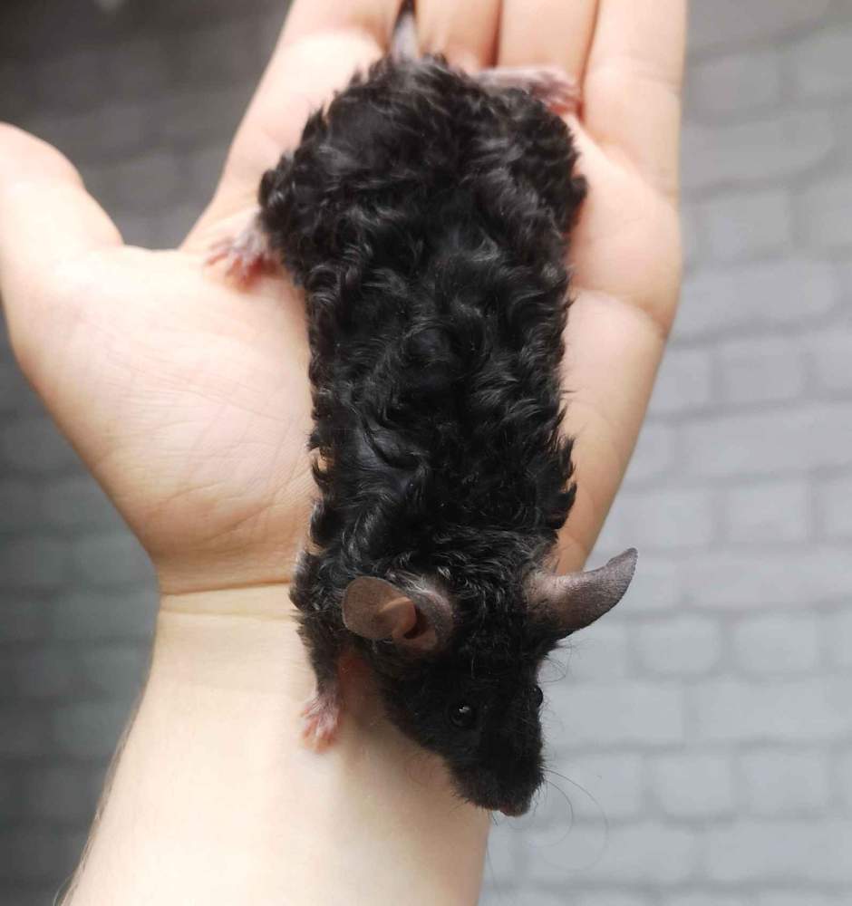 Fancy mouse Deceased Mus musculus 