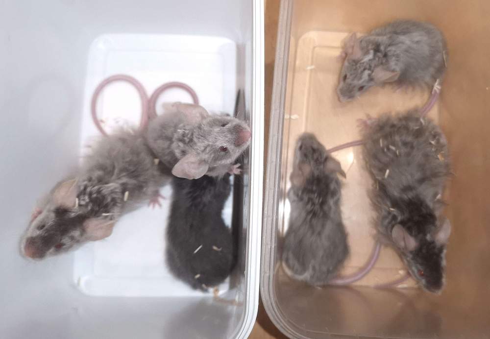 Fancy mouse Breeder Mus musculus 