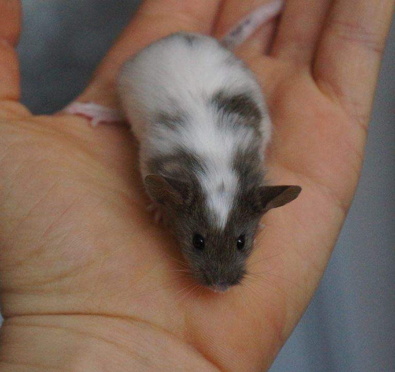 Fancy mouse Rehomed Mus musculus 