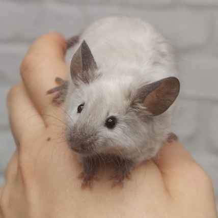 Fancy mouse Breeder Mus musculus 