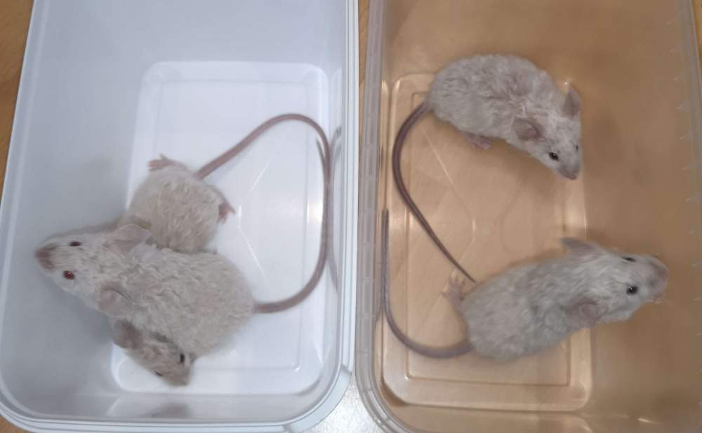 Fancy mouse Pet only Mus musculus 