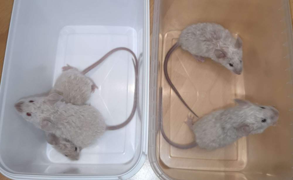 Fancy mouse Breeder Mus musculus 