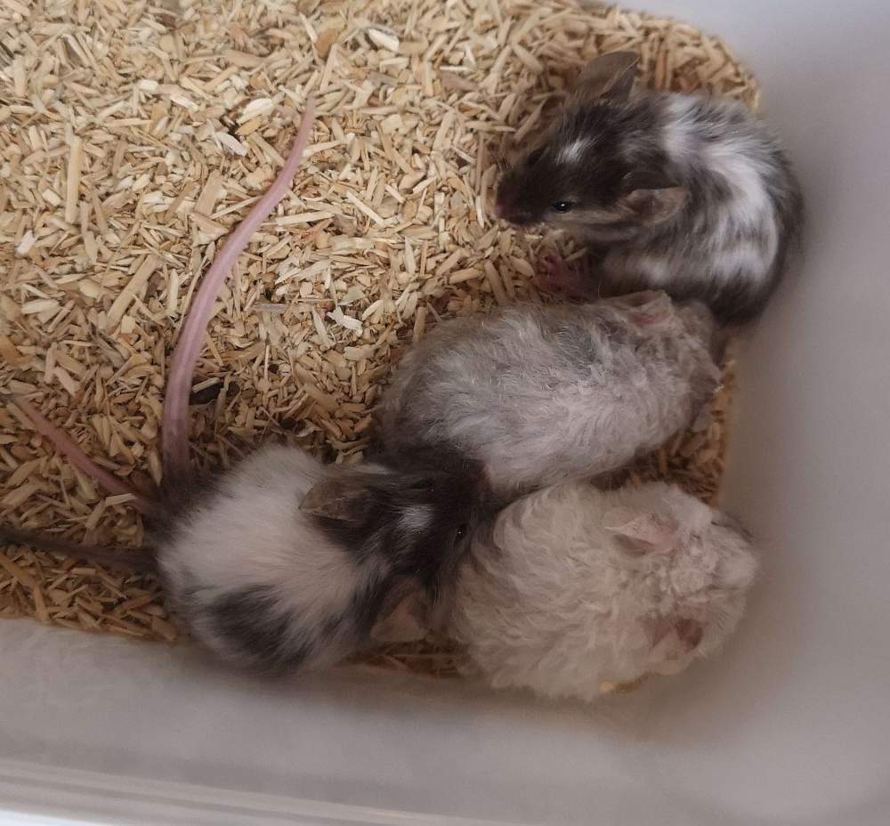 Fancy mouse Breeder Mus musculus 