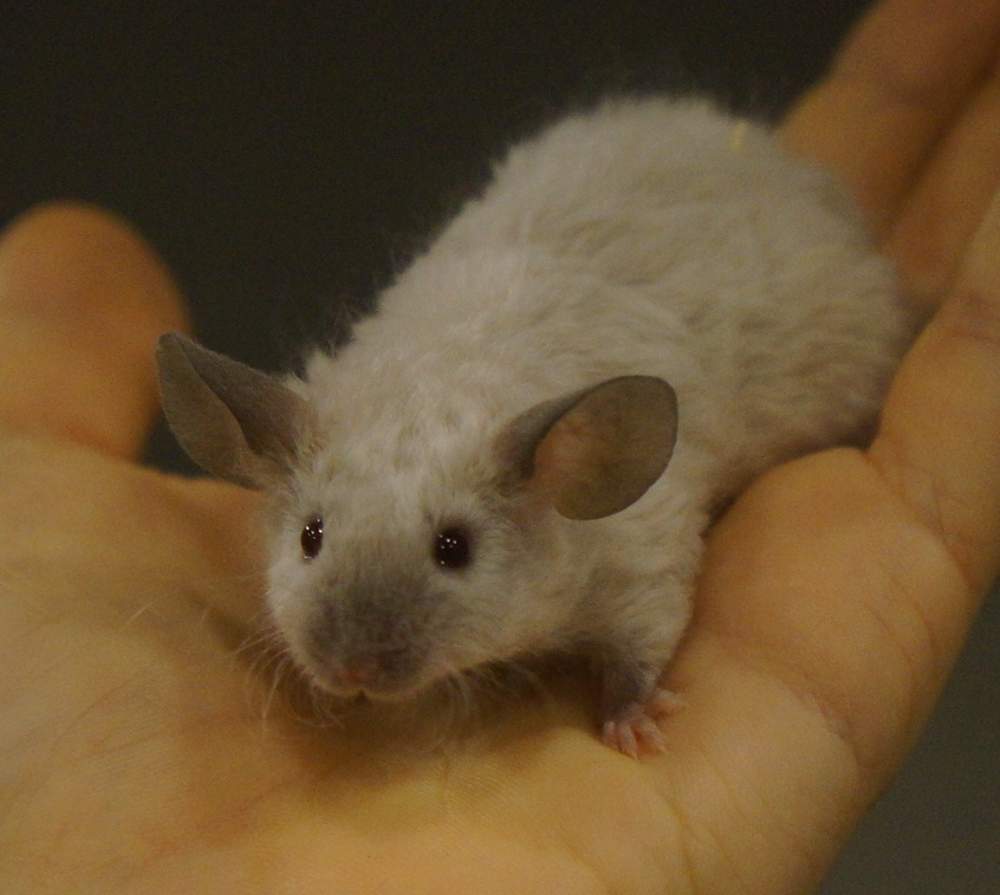 Fancy mouse Pet only Mus musculus 