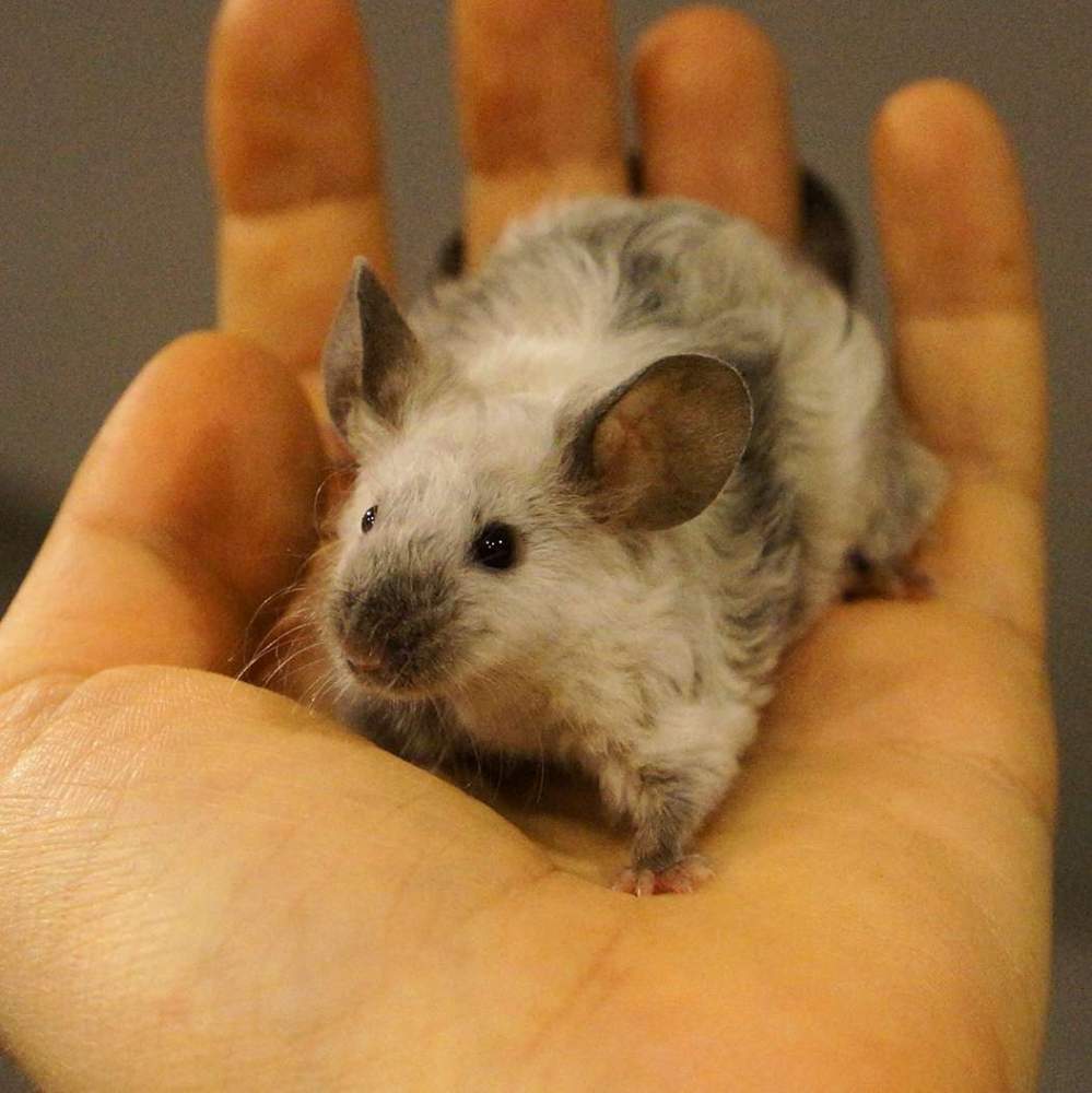 Fancy mouse Deceased Mus musculus 