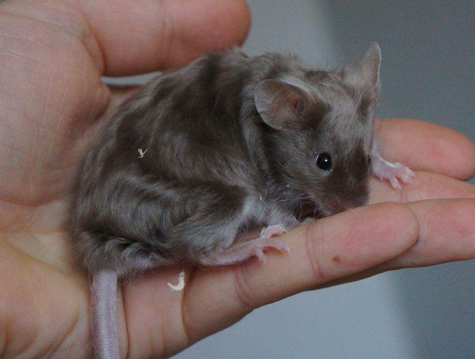 Fancy mouse Rehomed Mus musculus 