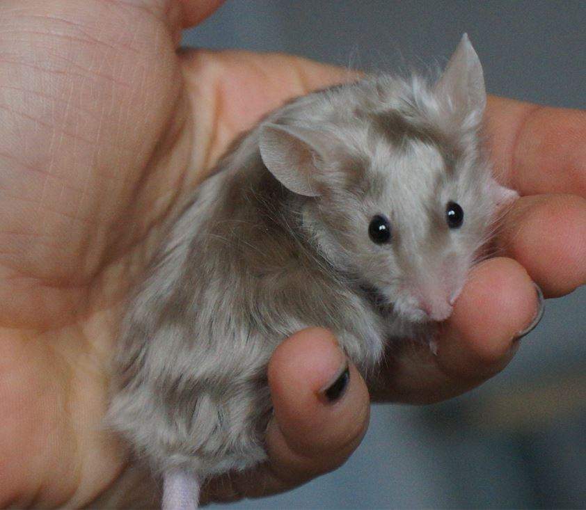 Fancy mouse Rehomed Mus musculus 