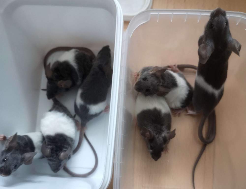 Fancy mouse Pet only Mus musculus 