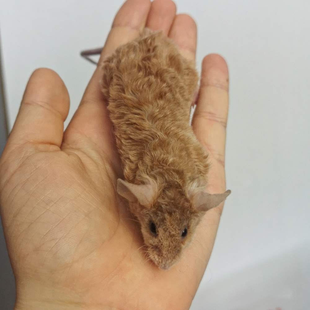 Fancy mouse Rehomed Mus musculus 