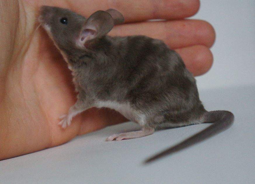 Fancy mouse Retired Mus musculus 