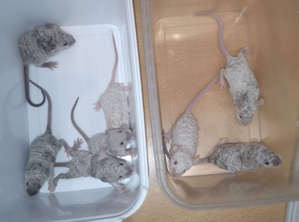 Fancy mouse Breeder Mus musculus 