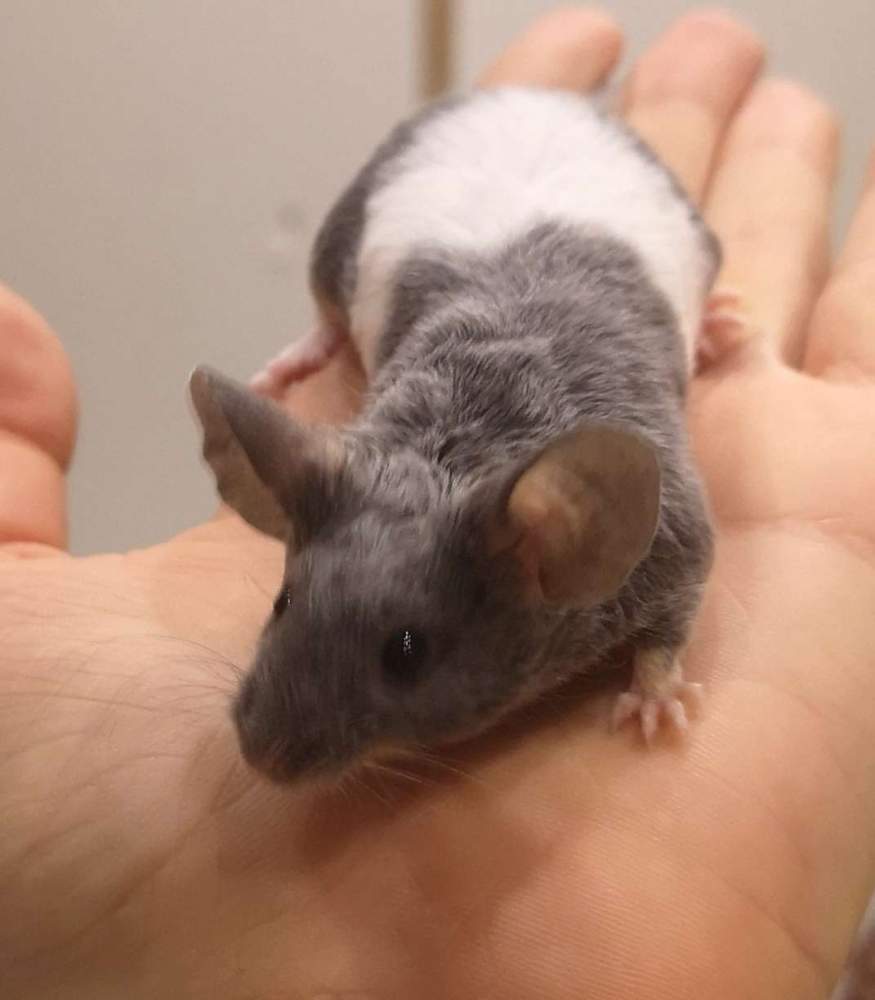 Fancy mouse Breeder Mus musculus 