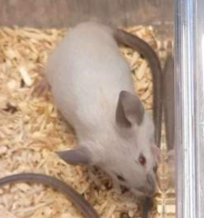 Fancy mouse Deceased Mus musculus 
