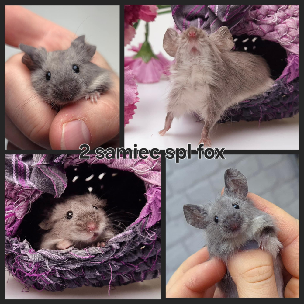 Fancy mouse Rehomed Mus musculus 