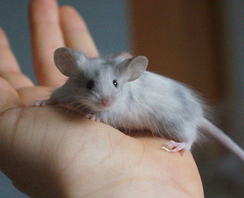 Fancy mouse Rehomed Mus musculus 