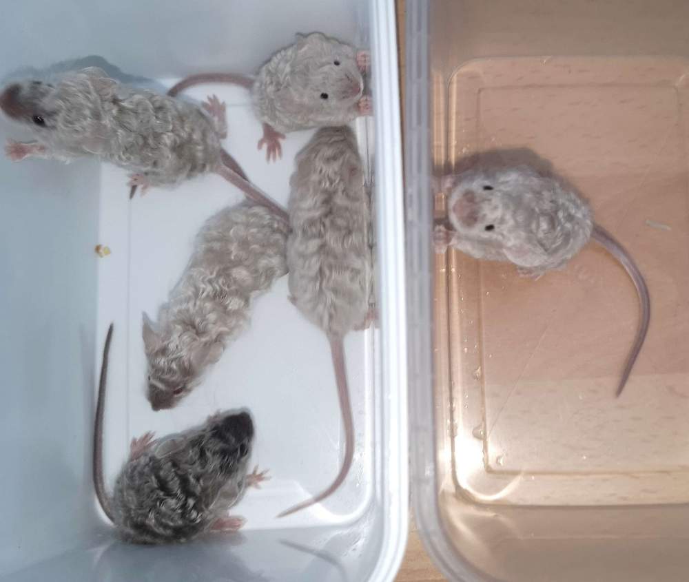 Fancy mouse Breeder Mus musculus 