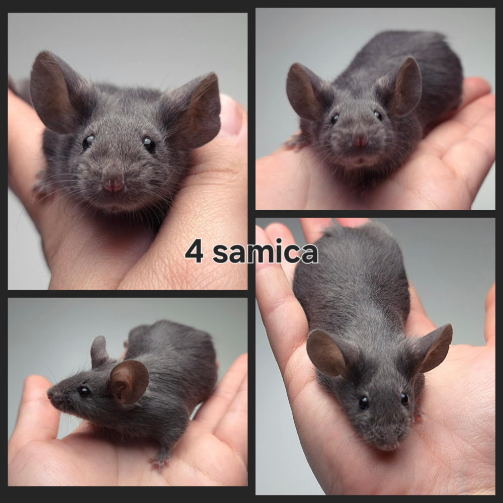 Fancy mouse Rehomed Mus musculus 