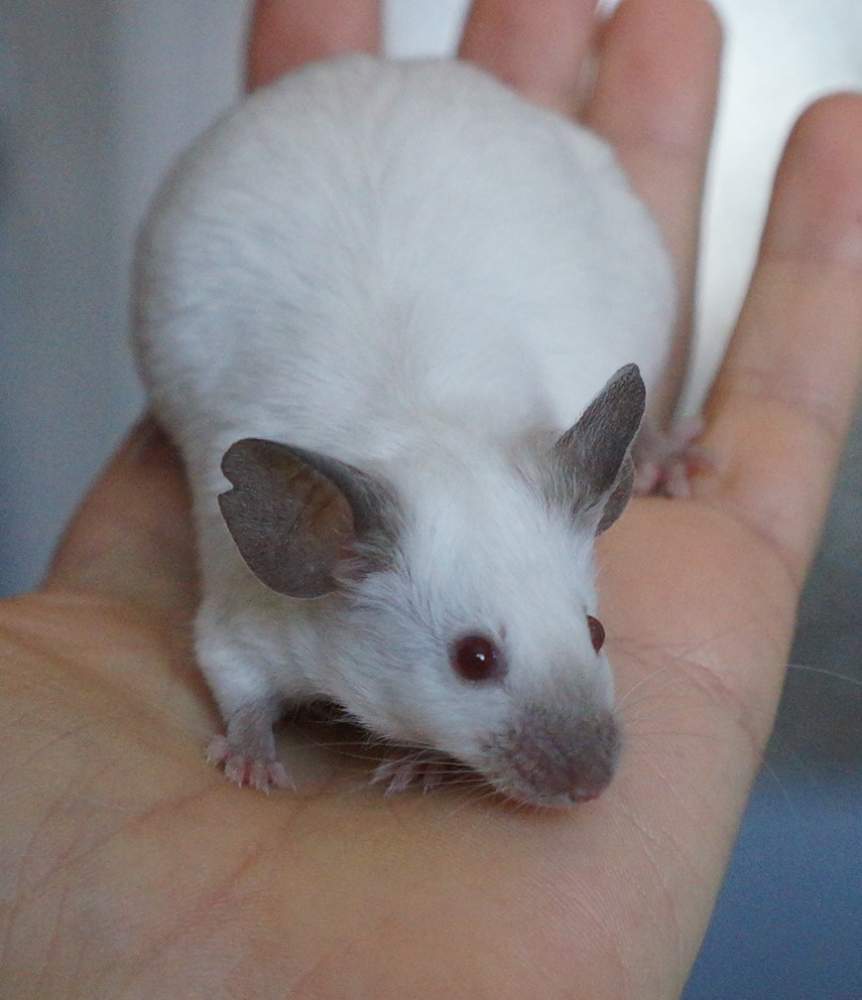 Fancy mouse Pet only Mus musculus 